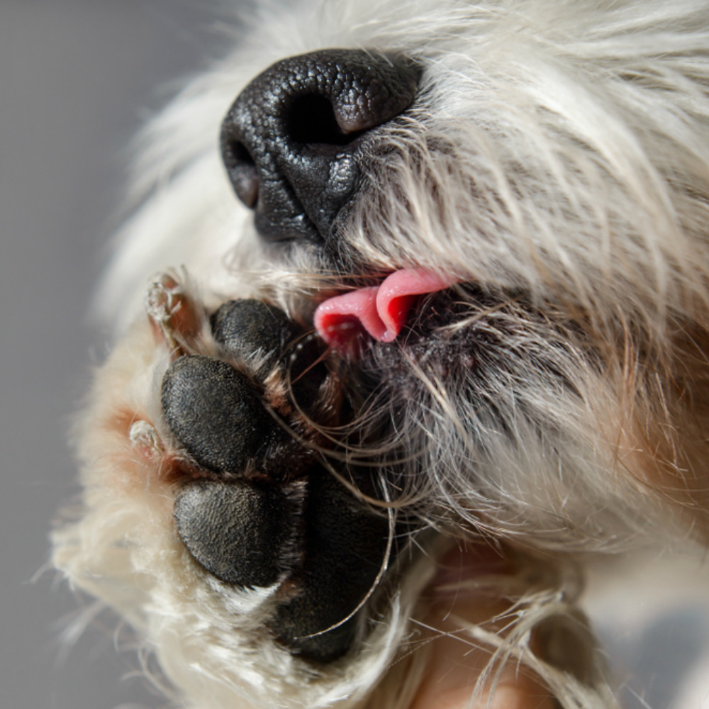 Dogs Sore Paws Now Have A Perfect Treatment Gallipots