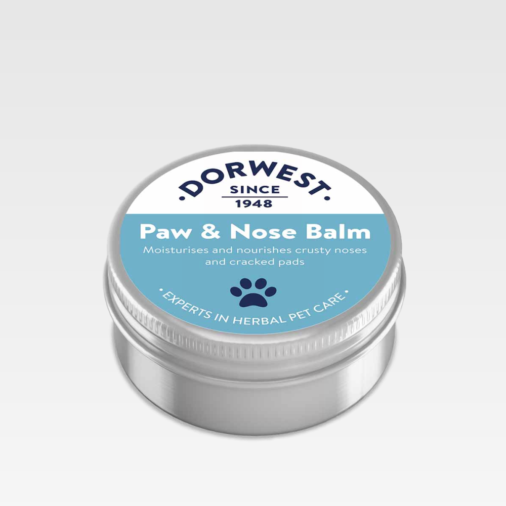 Dogs Sore Paws Now Have A Perfect Treatment Gallipots