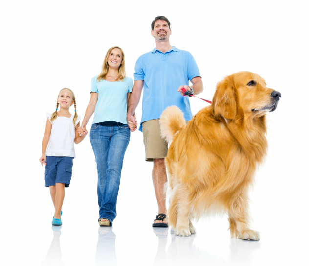 Activities and Events For Dogs In East Yorkshire