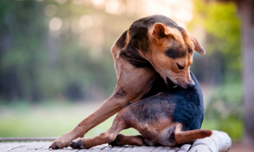 dog fleas and ticks at dog groomers