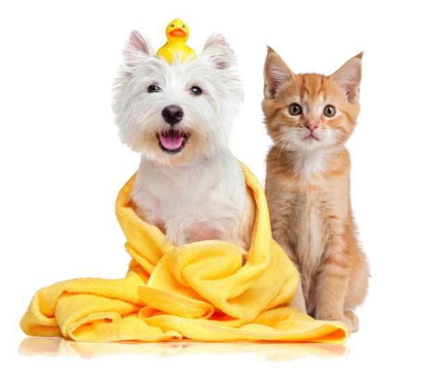 Dog and cat grooming at Gallipots Driffield